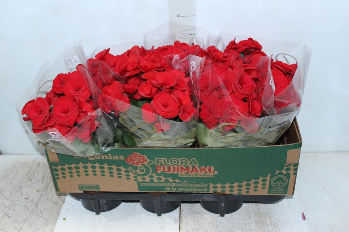 <h4>BEGONIA BALADIN P15</h4>