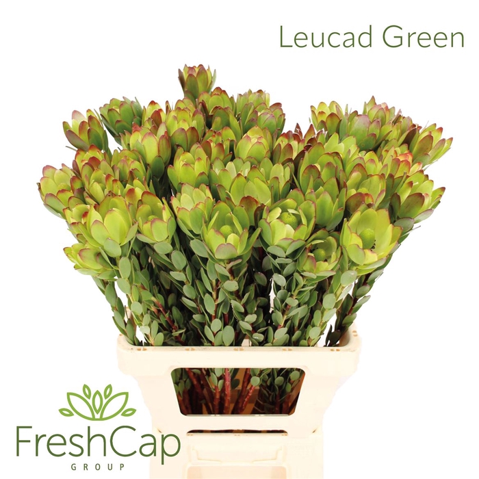 <h4>Leucad Green</h4>
