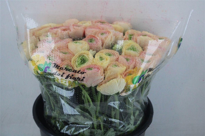 <h4>Ran Cloni Sup Touareg Pastel</h4>