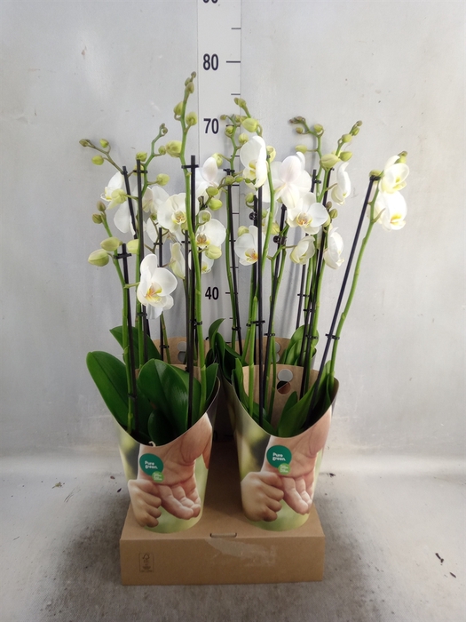 Phalaenopsis   ...white