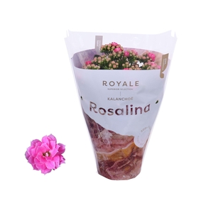 Kalanchoe blos. 'RosDon Nando'