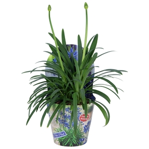 Nolina Agapanthus Ø 17 cm. Summer LoveTM Blue