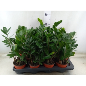 Zamioculcas zamiifolia
