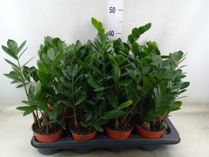 <h4>Zamioculcas zamiifolia</h4>