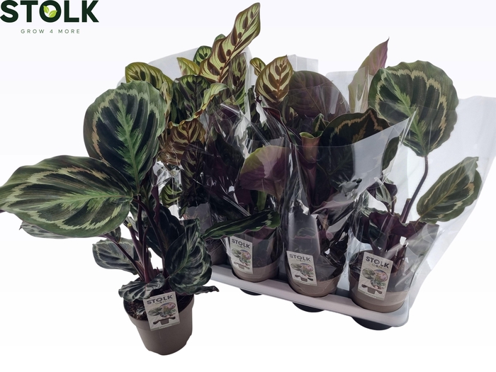 <h4>CALAT GEM 3 SRT</h4>