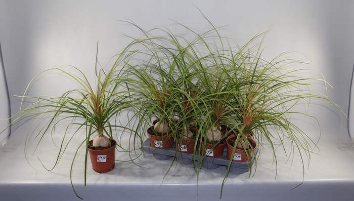 <h4>BEAUCARNEA RECUR</h4>