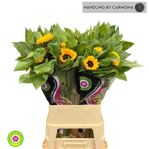 HELI VINCENTS CHOICE