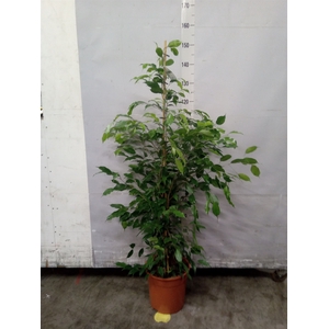 Ficus benja. 'Exotica'