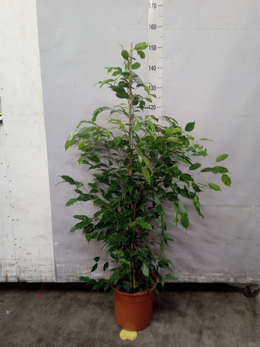 <h4>Ficus benja. 'Exotica'</h4>