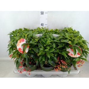 Ardisia crenata 'Bos Premium'