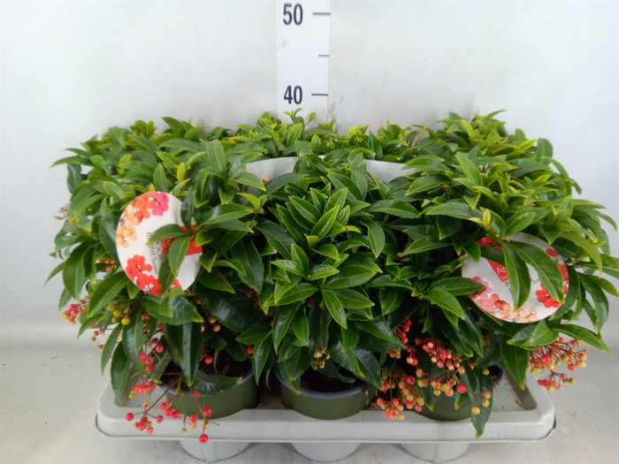 <h4>Ardisia crenata 'Bos Premium'</h4>