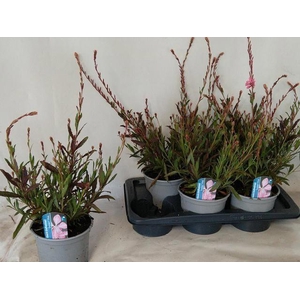 GAUR LI GEYSER PINK