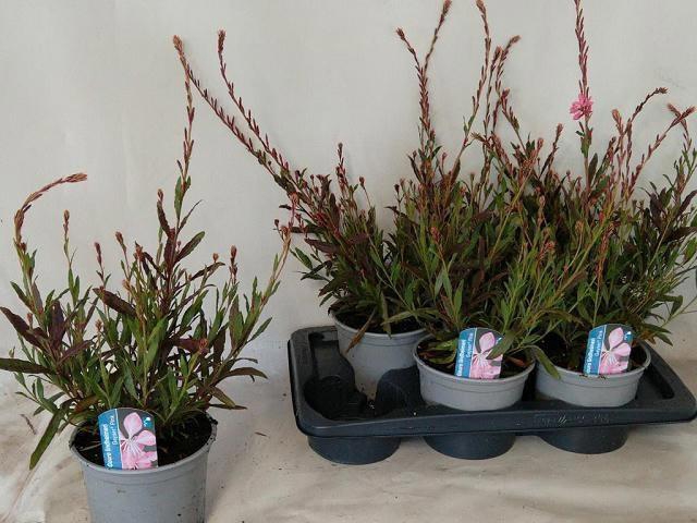<h4>GAUR LI GEYSER PINK</h4>