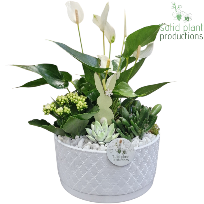 <h4>AE004 Stella White Easter</h4>