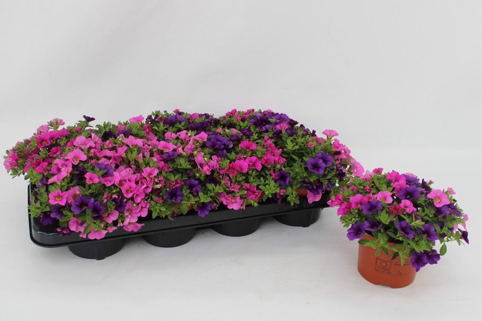 <h4>Calibrachoa "Spirit" Tricolor Blue, Pink</h4>