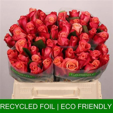 <h4>Rosa a grande fleur Helene</h4>