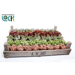 Succulenten mix in gazen bak