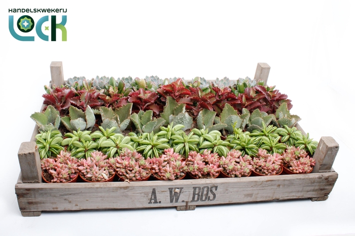 <h4>Succulenten mix in gazen bak</h4>