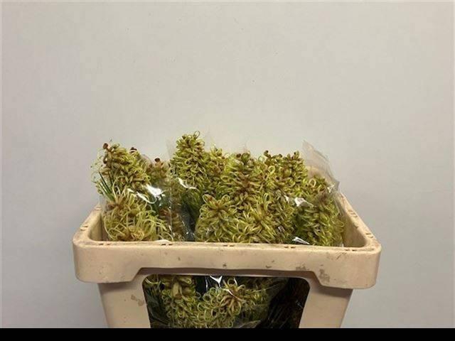 <h4>GREVI SPIDERMAN</h4>