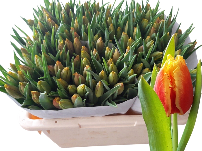 <h4>TU FR DAVENPORT</h4>