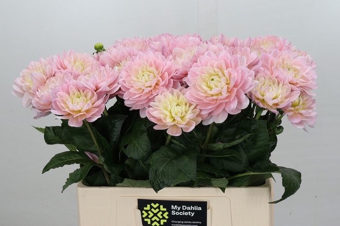 <h4>Dahlia Dianas Memory</h4>