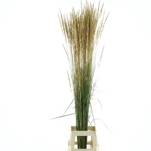 Calamagrostis Brachy Karl Fokster