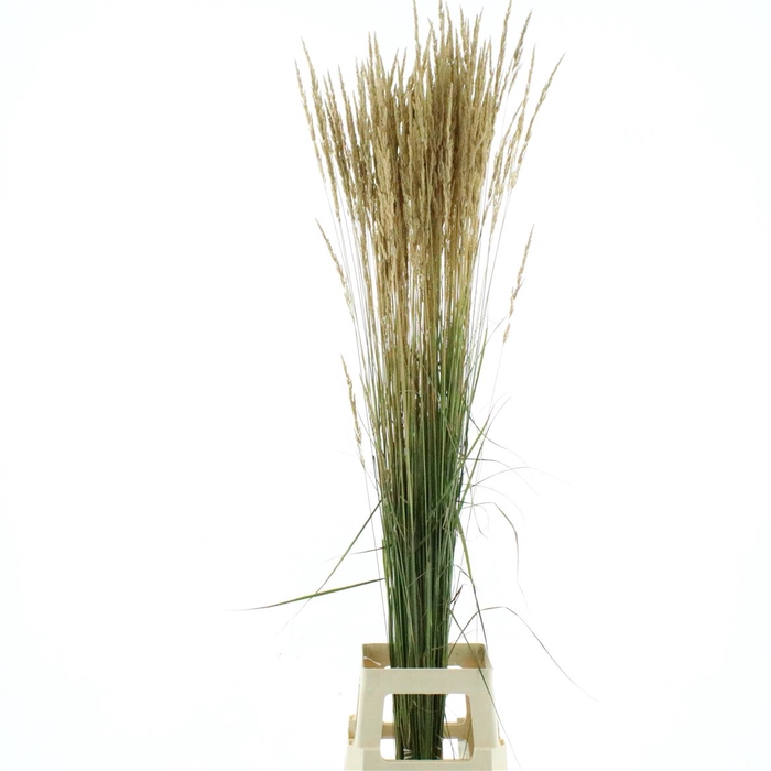 <h4>Calamagrostis Brachy Karl Fokster</h4>