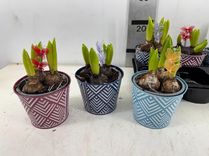 <h4>ARR HYACINTH</h4>