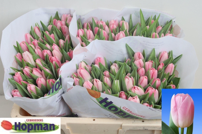 <h4>TU EN DYNASTY</h4>