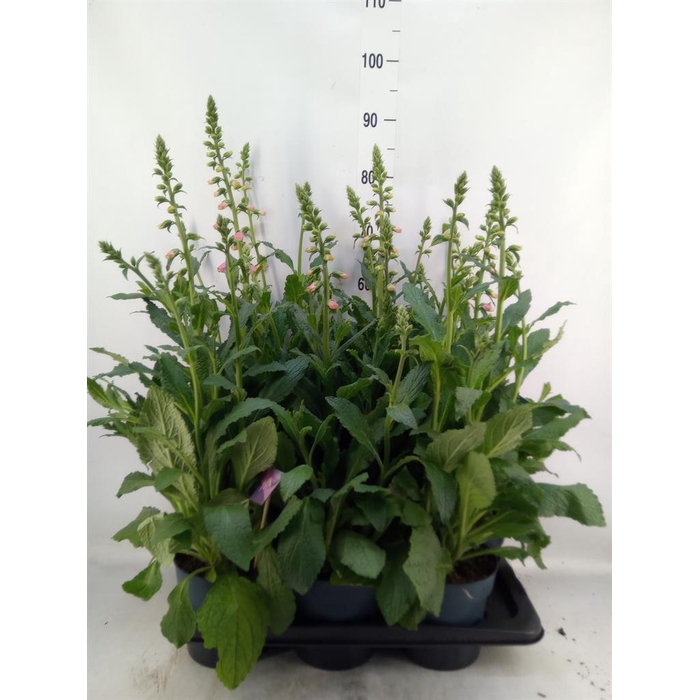 <h4>Digitalis  'Pink Panther'</h4>