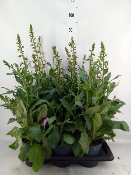 Digitalis  'Pink Panther'