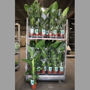 Strelitzia Nicolai