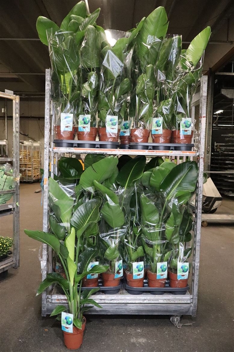 <h4>Strelitzia Nicolai</h4>