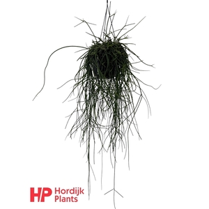 Rhipsalis floccosa