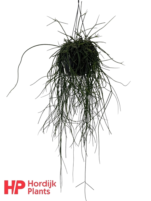 <h4>Rhipsalis floccosa</h4>