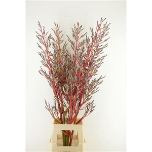 BROMELIA XL