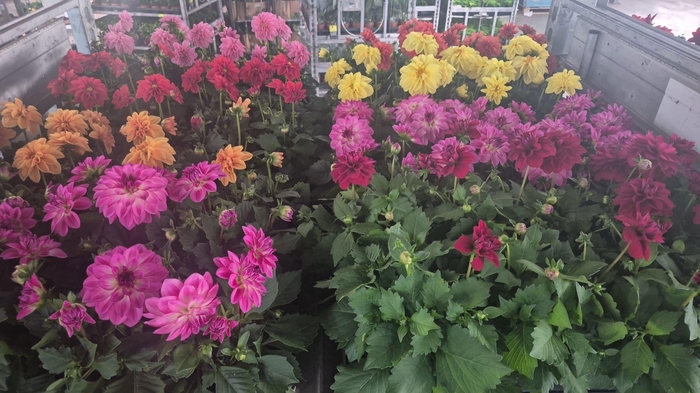 <h4>DAHLIA ROYAL GEM</h4>
