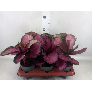 Calathea roseopicta 'Crimson'