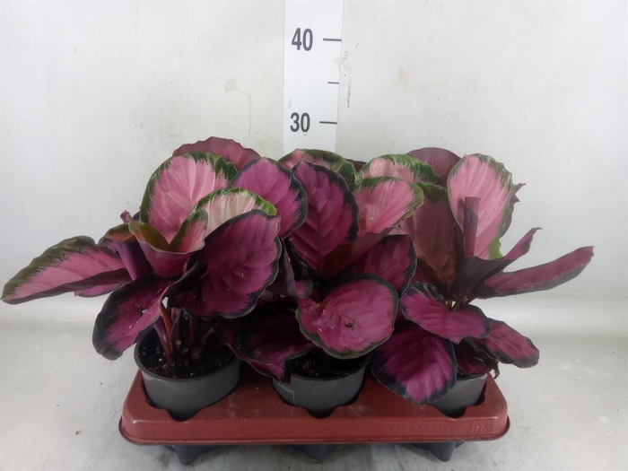 <h4>Calathea roseopicta 'Crimson'</h4>