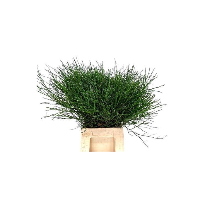 <h4>Vacc Huck Bosbes</h4>