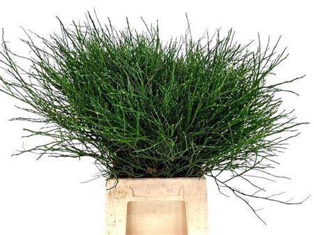 <h4>Vacc Huckleberry Bs</h4>