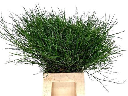 <h4>Vacc Huckleberry Bunch</h4>