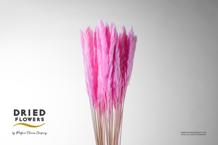 Dried Bleached Cortaderia Fluffy Light Pink