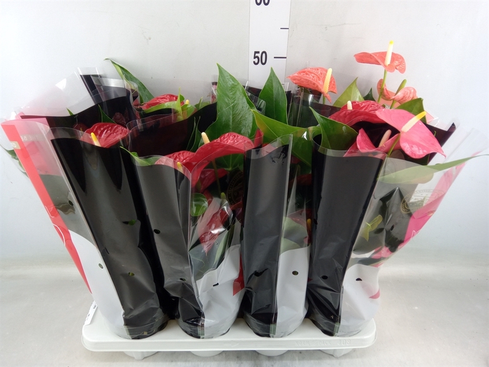 <h4>Anthurium   ...mix</h4>