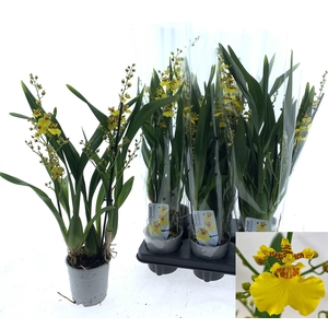 ONCIDIUM OV