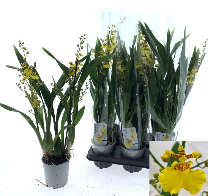 <h4>ONCIDIUM OV</h4>