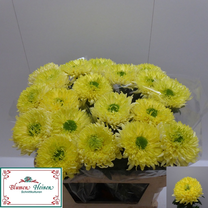 <h4>CHR G MAGNUM YELLOW</h4>