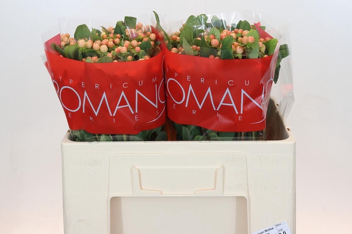 <h4>Hypericum Mellow Romance</h4>