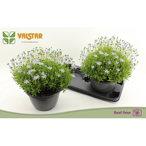 FELI AM FELICIT BLUE