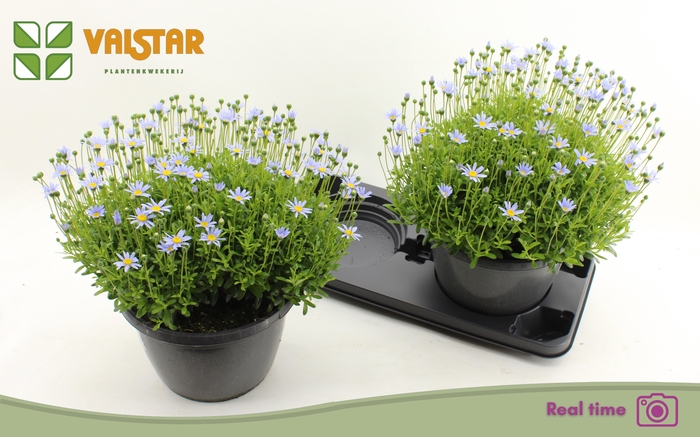 <h4>FELI AM FELICIT BLUE</h4>